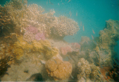 picture from underwater